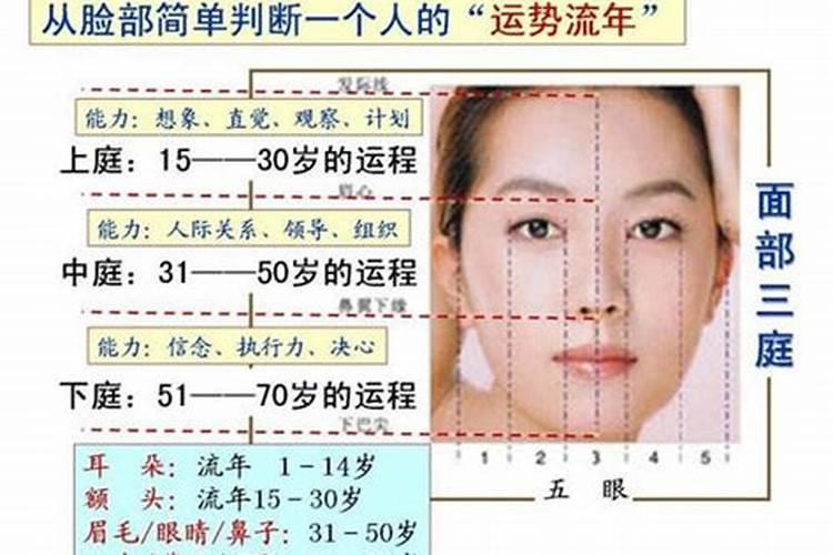 周公解梦做梦梦见猫生下许多小猫