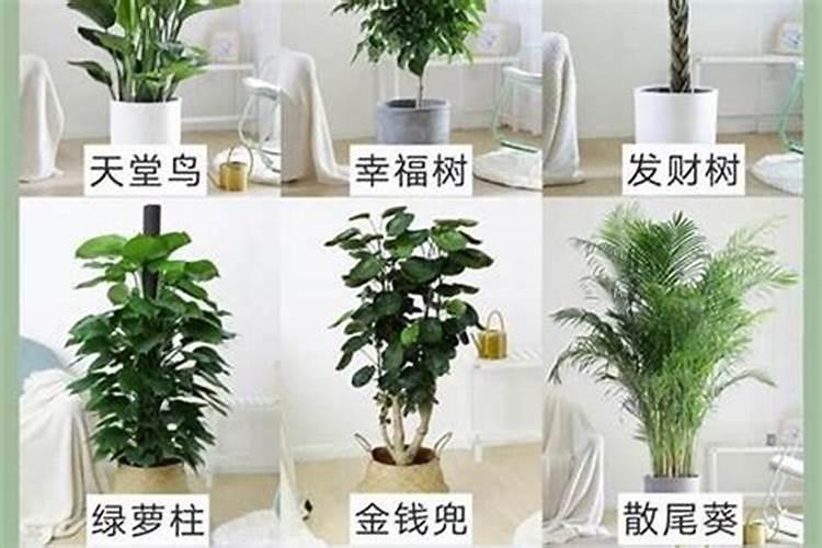 八字喜用神适合什么植物 八字喜用神适合啥植物