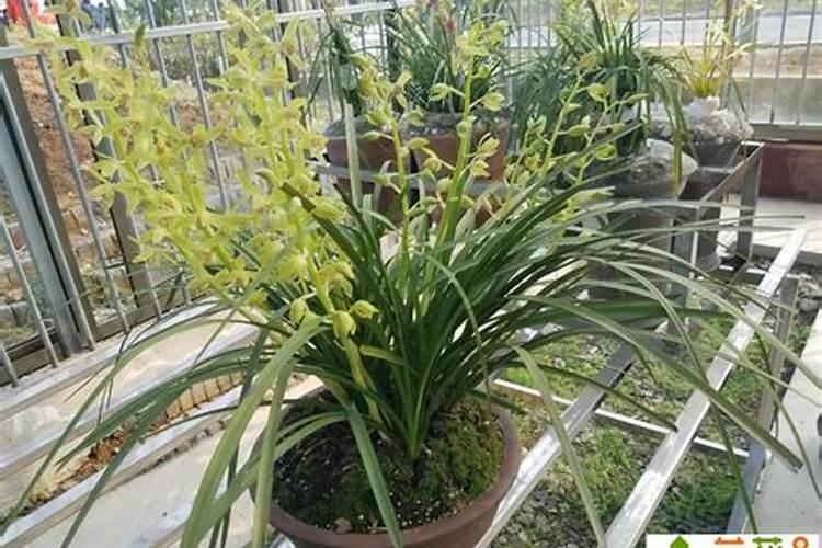 家庭花卉养护技巧·兰花是什么？