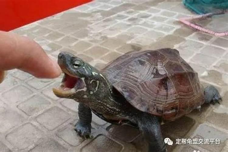梦见被乌龟咬是什么意思？