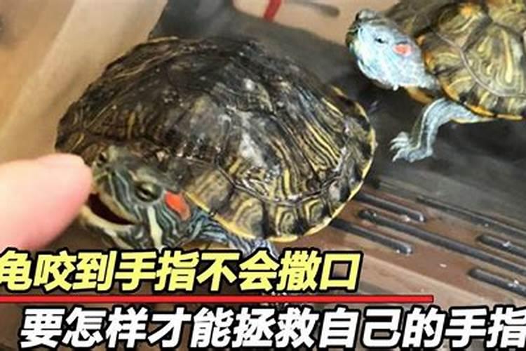 梦见被乌龟咬预示什么 梦见被乌龟咬住是什么意思