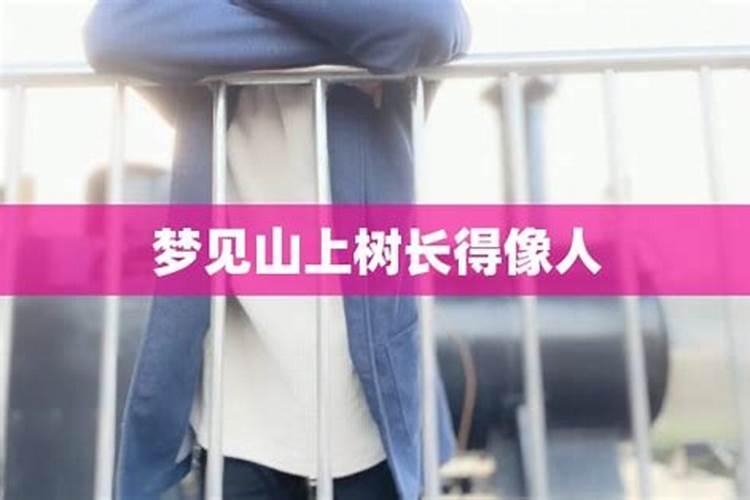梦见山上有很多的树的预兆
