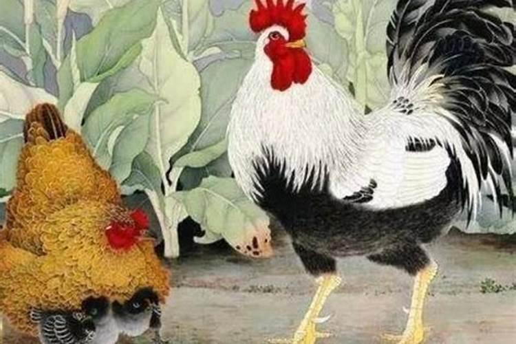 93年属鸡男的和什么属相更配