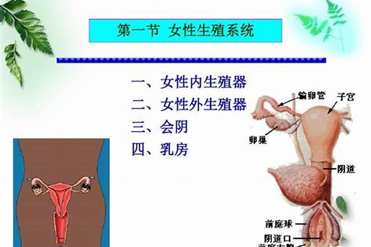 梦见女人私处是什么预兆？