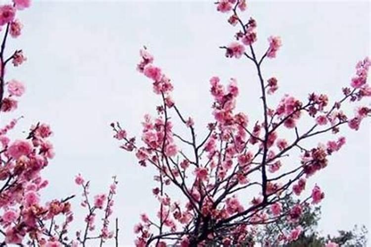 男人招桃花运最灵的办法,什么方法最好