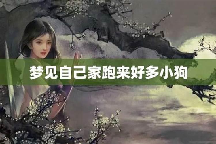 梦见狗往自己身上扑
