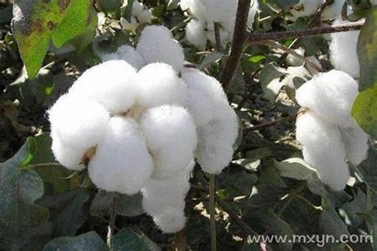 梦见卖棉花是什么意思