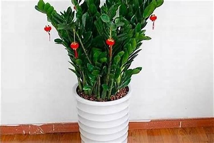 属猪的适合养什么绿植最好