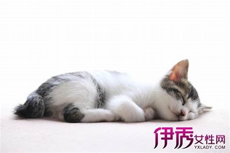 女人梦见猫咬自己啥意思