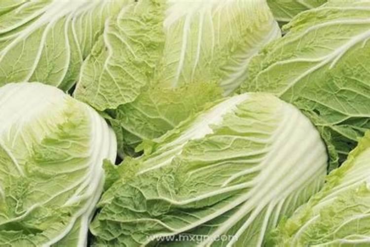 梦到很多大白菜是什么意思做梦梦到很多大白菜好不好