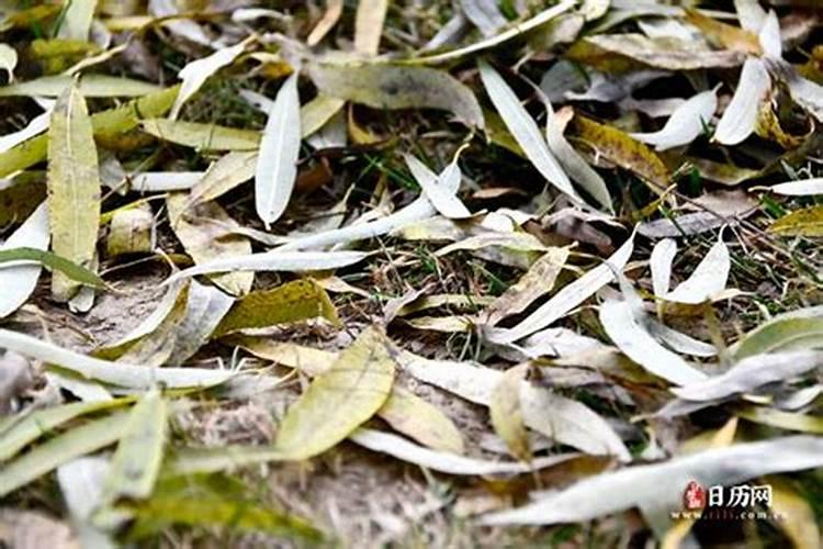 梦见邻居装修是什么意思