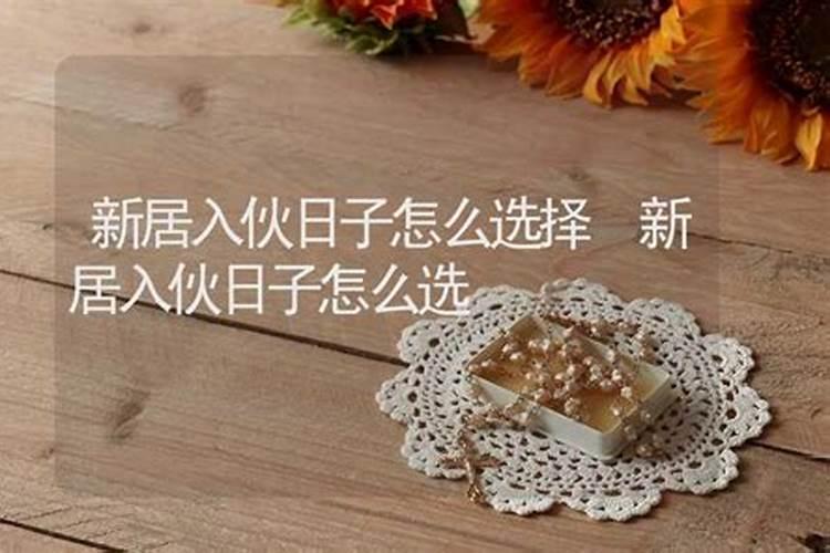 94狗和95猪八字合不,木狗和木猪合不合