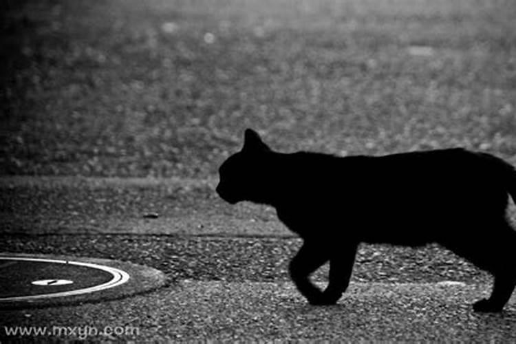 孕妇梦见黑猫扑向本人咬我