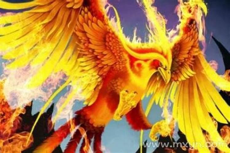 梦见凤凰是什么预兆出现