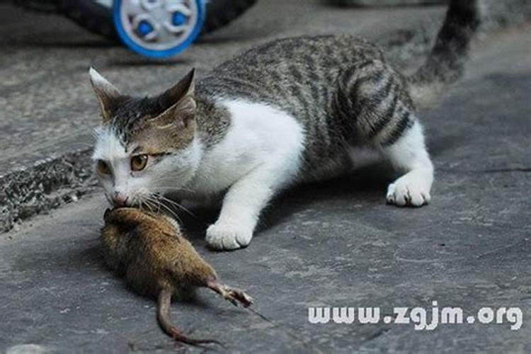 梦见猫一样的老鼠的预兆