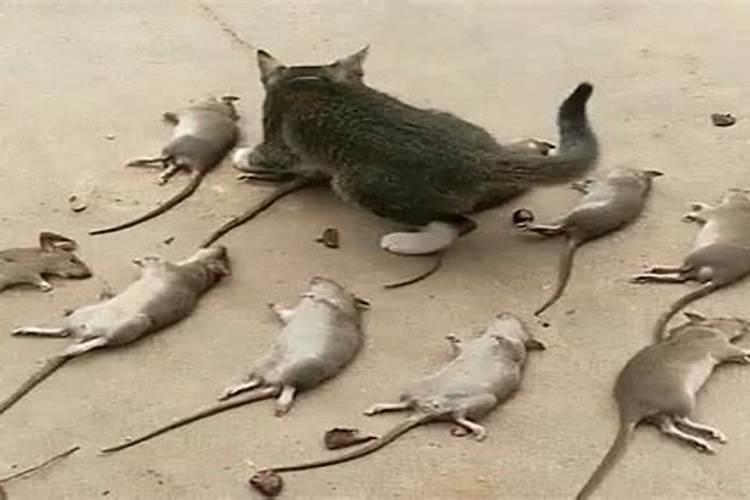 梦见像猫的老鼠