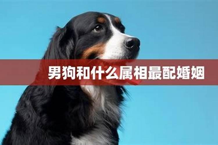 属狗和什么属相相克？怎么化解？