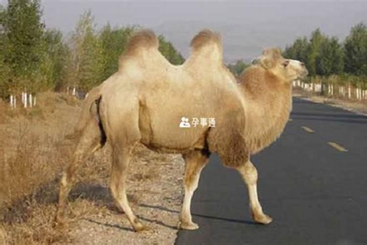 孕妇梦见骆驼的不同梦境代表什么？ 周公解梦对胎梦有哪些注解？