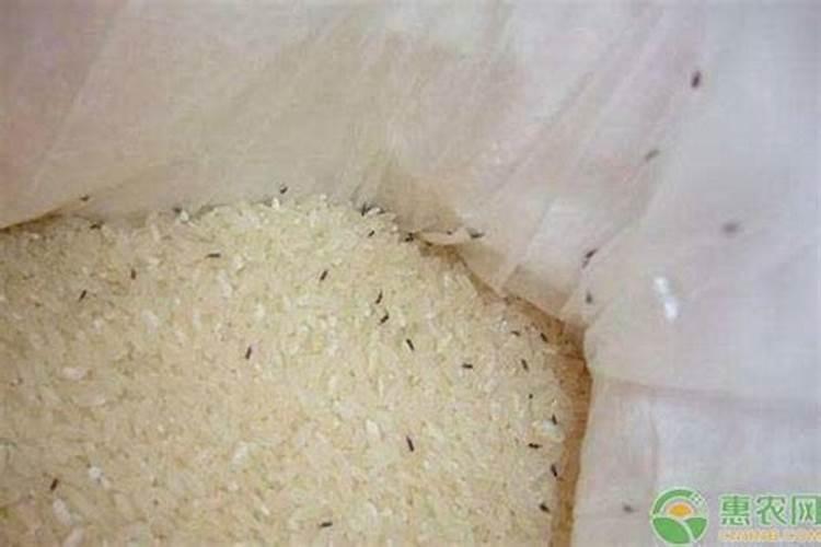 梦见大米生虫子的预兆