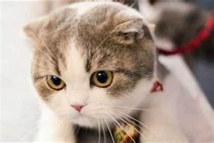 家里养的黑猫在家门口不走是好是坏呢？