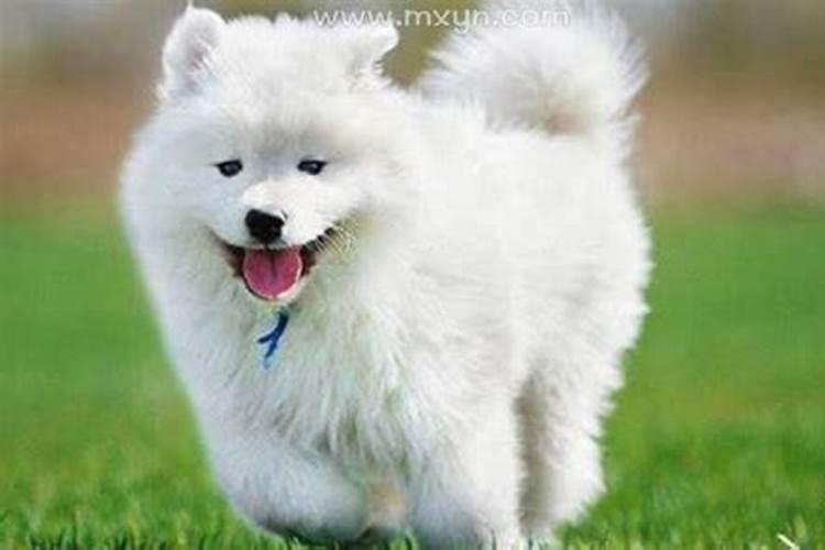 梦见白狗好吗 梦见白狗是什么意思啊
