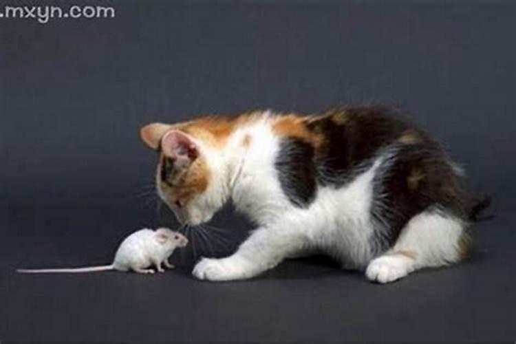 梦见猫与墓地的预兆