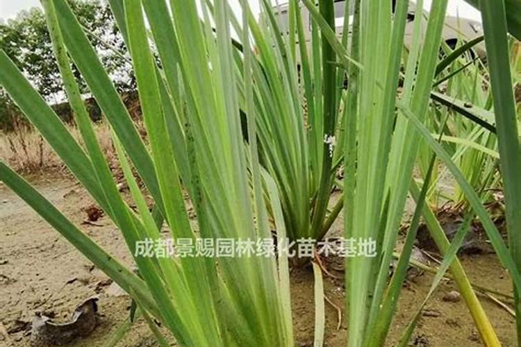 端午门口挂菖蒲代表什么意思