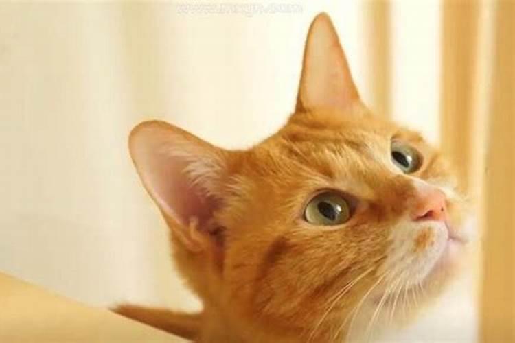 梦见猫从楼上扔下来