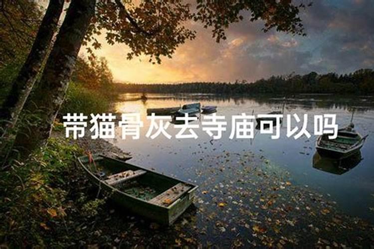 家里来猫预示什么