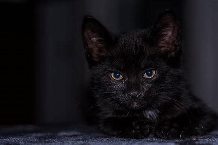 黑猫进家门预示着什么