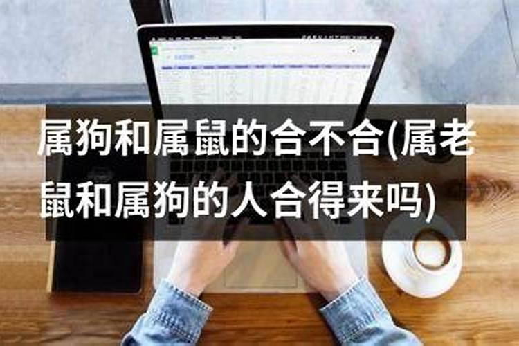 属狗和属鼠的合不合