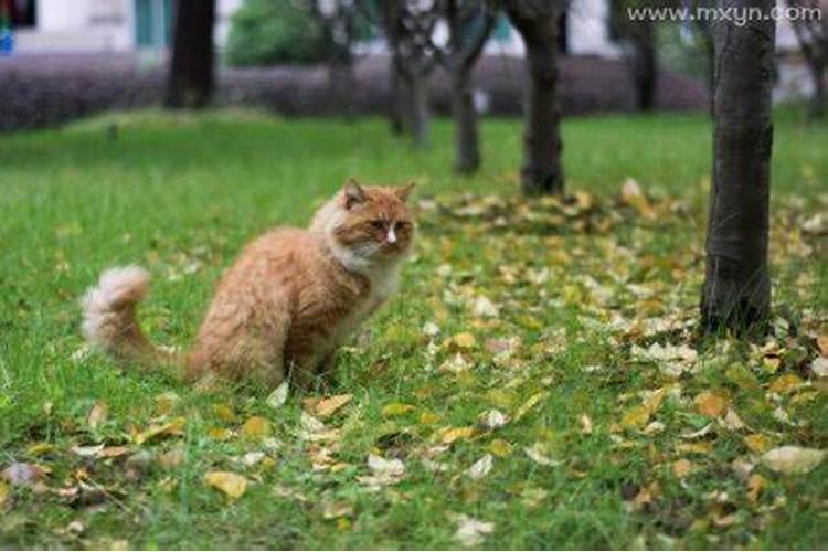 梦见陌生男人我还和他说话的预兆