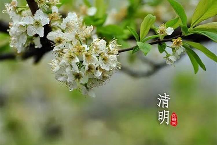 上坟是忌日去还是清明