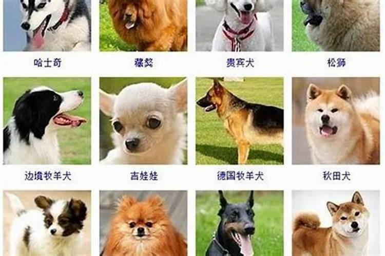 犯太岁带什么东西化解