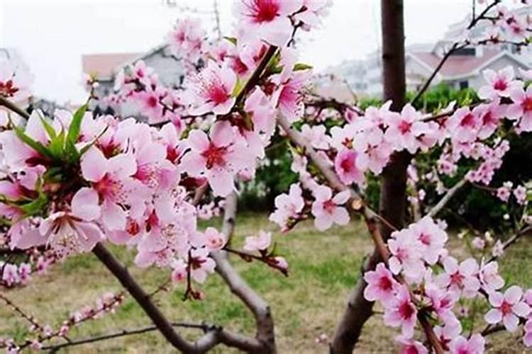 怎么看八字桃花 八字带桃花是什么意思
