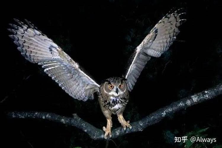 猫头鹰叫预示着什么