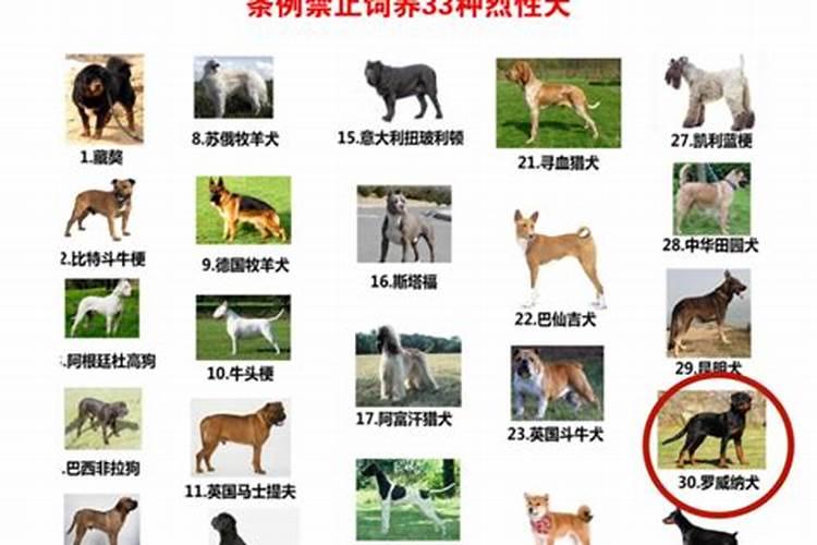 家庭养什么狗好养又旺财 家庭适合养的三个品种的狗