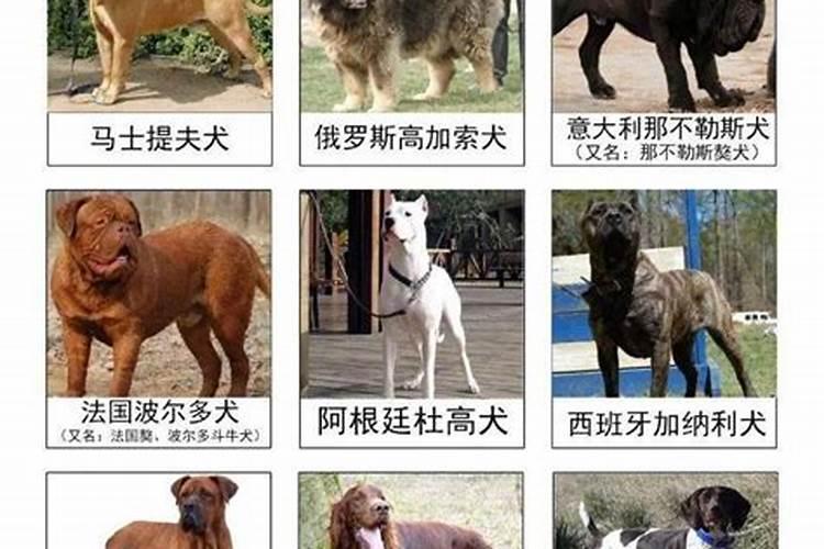 属狗的2024年有三喜 龙年全年的运程和运势