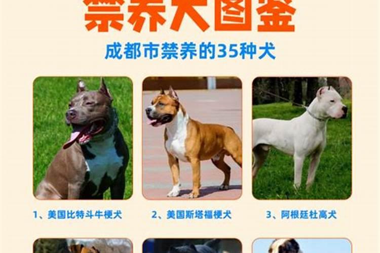 把有病的狗送给我运气会怎么样？