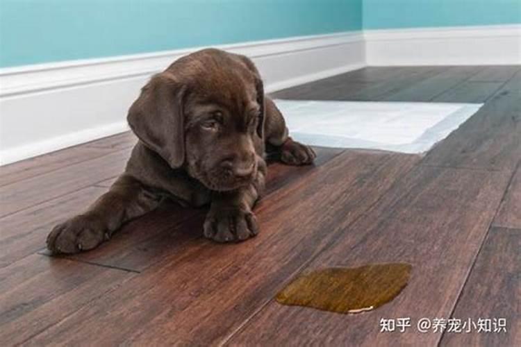 狗尿粘在身上与运势