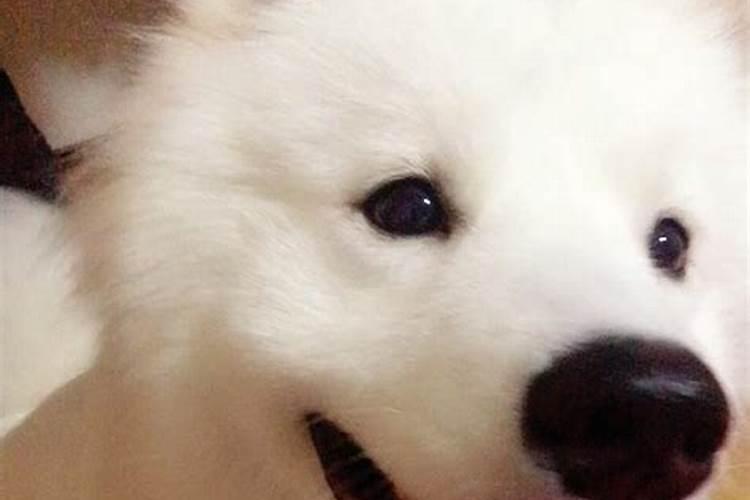 梦见狗听懂说话