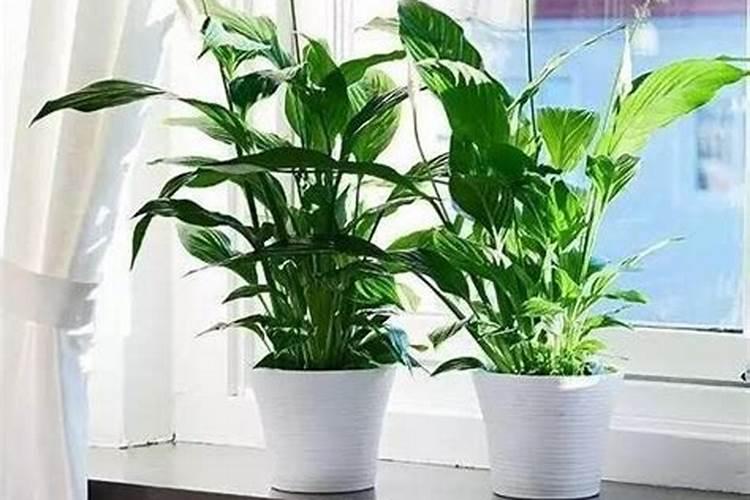 养植物旺盛的人运气怎样