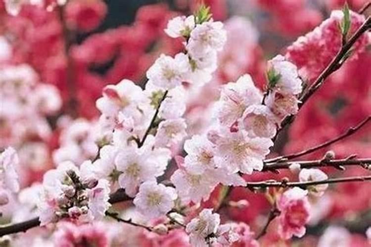 民间催桃花最有效的方法