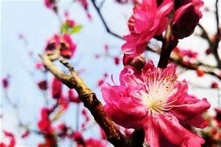 催桃花的九种方法 枕头下面放红绳催婚姻灵吗？