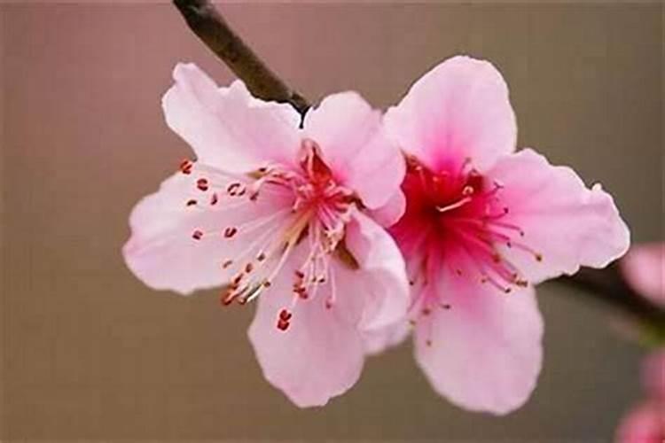 民间招桃花运很灵的办法？