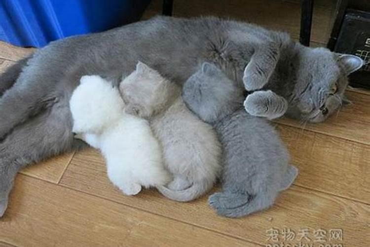 梦见猫下了一窝小猫崽是什么预兆？