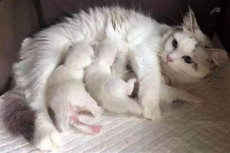 梦见猫生了一窝小猫