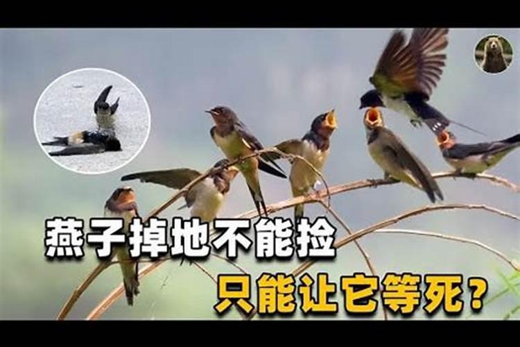 寒燕儿的做法