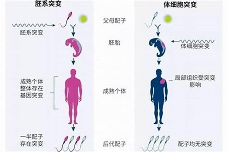 夫妻基因不合的表现