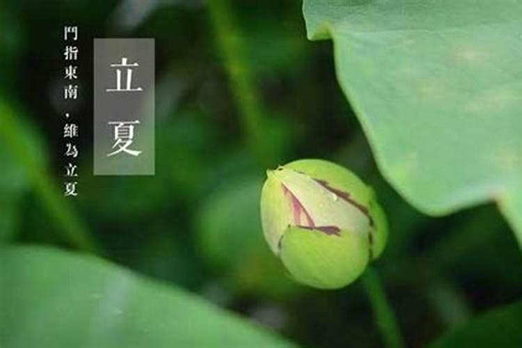 艾菲尔 立夏后鲤跃龙门的生肖男女